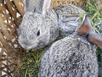 模拟经营游戏《古典社会模拟：崛起》steam页面上线 支持中文